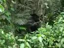 Virunga gorillas