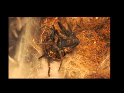 YouTube reptile video