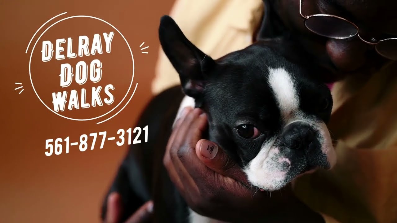 French Bulldogs in DelrayBeach