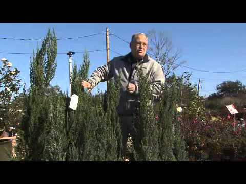 how to transplant blue rug juniper