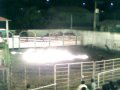 rodeio