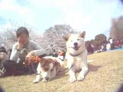Shiba & JRT 47 けんたとあとむ お花見 北の丸公園Youtube(ユーチューブ・ゆーちゅーぶ)・Dailymotion動画