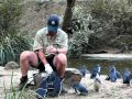 little penguin feeding show at Taronga Zoo