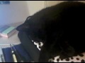 Snoring Cat