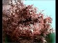 Rose von Jericho - Anastatica hierochuntica