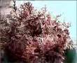 Rose von Jericho - Anastatica hierochuntica