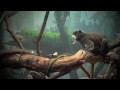 videos de Monkeypillars