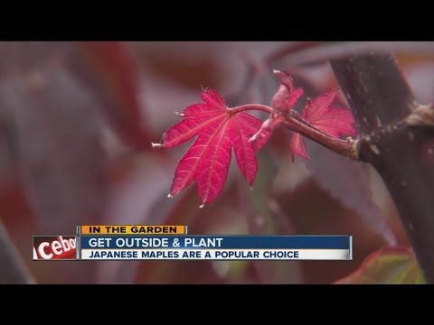 how to care for a japanese maple tree