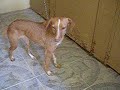 PROTECTORA ARCA JAEN. Cora busca un hogar