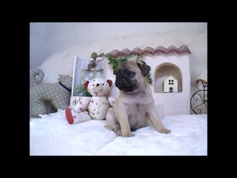 YouTube Preview Image