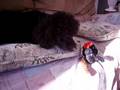 videos de Pippin likes his chewy.ASF