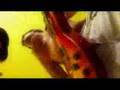 Bumblefoot Real video