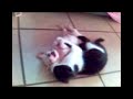 gato contra perro