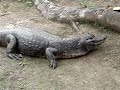 cocodrilo comiendo fideos !