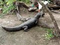 cocodrilo comiendo fideos !