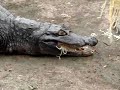 cocodrilo comiendo fideos !
