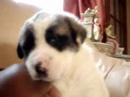 Ovcharkas pups@4weeks