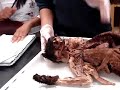 CSUN - Anatomy: digestive, respiratory, and urinary