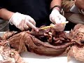 CSUN - Anatomy: digestive, respiratory, and urinary