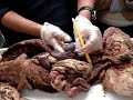 CSUN - Anatomy: digestive, respiratory, and urinary