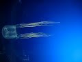 Würfelqualle - Video: baby box jellyfish (Chironex fleckeri) (YouTube)
