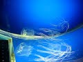 baby box jellyfish (Chironex fleckeri)