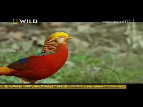 Hidden Kingdoms Of China In Hindi Nat Geo Wild In Hindi