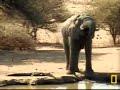 Fatty vs bull elephant Fatty vs bull elephant
