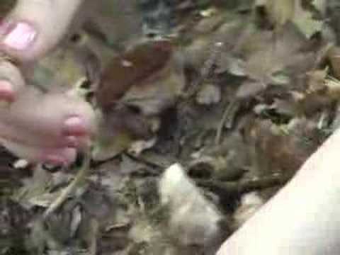 Ginseng Dig Part 1