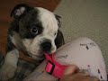 Zora Harness Bark