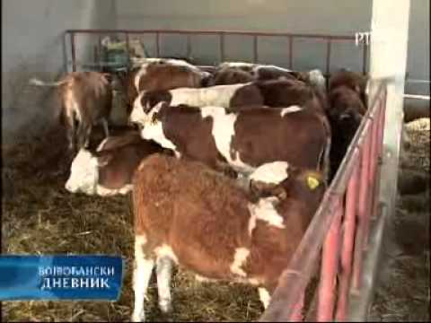 Погледајте видео