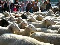 Ca�ada Real - V�as pecuarias - Madrid (IV)