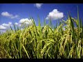 IBM World Community Grid Tackles Rice Crisis
