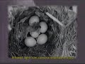 Screech owls and Hummbers Screech owls and Hummbers