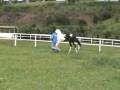videos de JJ Caballero do Garden (T.E.) - Haras Garden - Mangalarga e Pampa