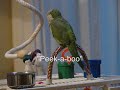 Quaker Parrot Talking Quaker Parrot Talking