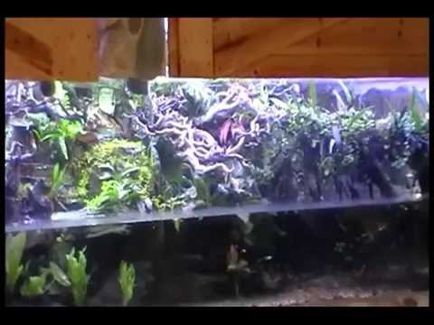 YouTube reptile video