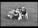 hermanos dalton-que es eso del especismo?