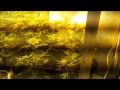 KronDonSmoker's 1000W Grow Op Week 2 Flower