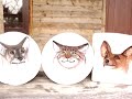 a must see an optical illusion. where to buy them - watch my blog http://video-illusion.blogspot.com/