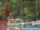 XI i XII Runda GSMP Ro?cisz�w 2007 - RELACJA