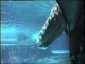 J.J. The Gray Whale