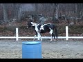 Pinto/Oldenburg Warmblood for sale, Major Distraction, aka 'OREO' Under Saddle Dec 2009.mov