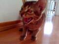 Baby Puma angry at new visitor Blue Sapphire!