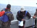 Shark Fishing in the Bay of Fundy 5