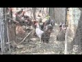 The Frugal Traveler: Hidden Mexico - nytimes.com/video