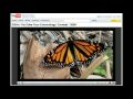 youtube Your Entomology Contest