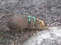 Caplin Rous, a young capybara, goes into a tunnel