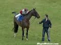 Funny Horse Fall Caida De Caballo
