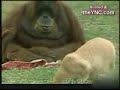 YouTubeサムネイル[pWwB2v6xxOU] - 1枚目